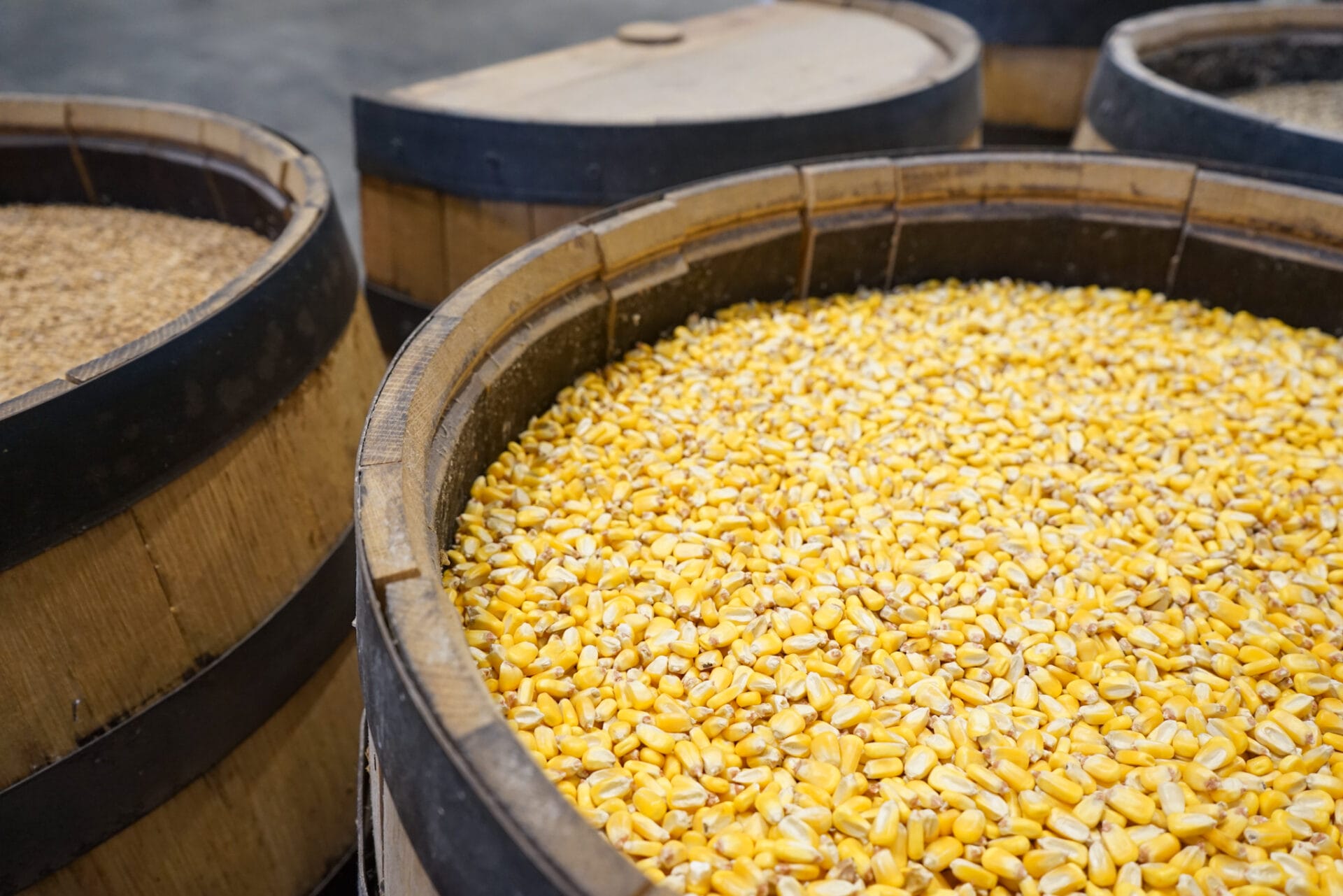 A wooden barrel filled with golden corn kernels, surrounded by other barrels containing different grains. These grains are essential ingredients in the whiskey-making process at Old Glory Distilling Co.